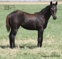 Funny B Redhotribbon's 2023 Filly